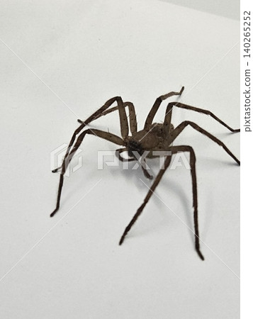 This is spider on white background 140265252