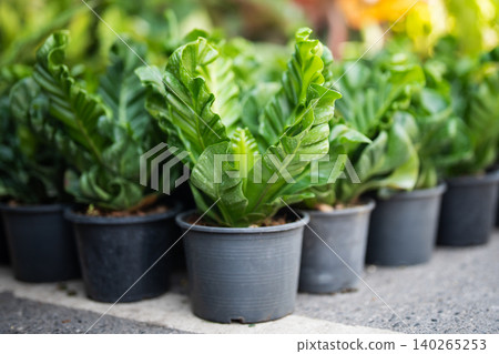 Many potted Asplenium nidus fern plants also called Cobra on ground display for sale in flower shop. 140265253
