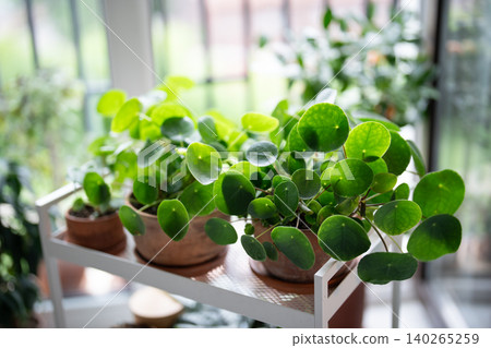 Few Piilea peperomioides houseplants in ceramic pots on cart, soft focus. Chinese money plant. Few Piilea peperomioides houseplants in ceramic pots on cart, soft focus. Chinese money plant. 140265259