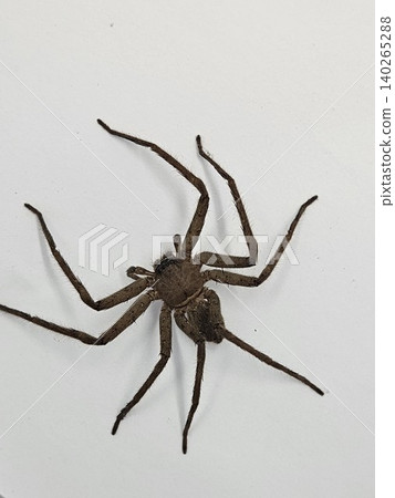 This is spider on white background This is spider on white background 140265288