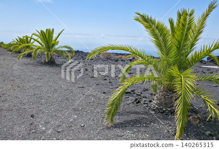 Tropical palm trees growing on volcanic black soil with rocky terrain and blue sky in the background, showcasing unique landscape features of a coastal region on canarian island La Palma. High quality Tropical palm trees growing on volcanic black soil with rocky terrain and blue sky in the background, showcasing unique landscape features of a coastal region on canarian island La Palma. High quality 140265315