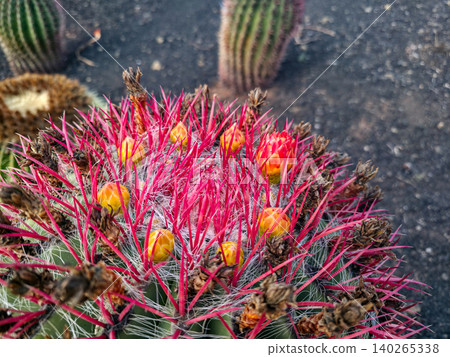 Close-up view of a vibrant cactus with red spines and yellow-orange flowers against a dark rocky background in a desert environment. High quality photo Close-up view of a vibrant cactus with red spines and yellow-orange flowers against a dark rocky background in a desert environment. High quality photo 140265338