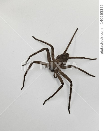 This is spider on white background This is spider on white background 140265353