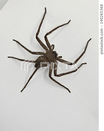 This is spider on white background This is spider on white background 140265368