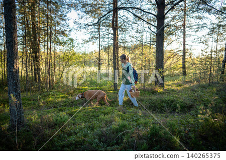 Woman forager accompanied by Vizsla dog walking through autumn pine forest collecting mushrooms. Woman forager accompanied by Vizsla dog walking through autumn pine forest collecting mushrooms. 140265375