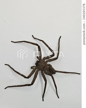 This is spider on white background This is spider on white background 140265376