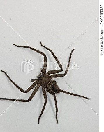 This is spider on white background This is spider on white background 140265383