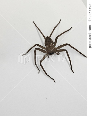 This is spider on white background This is spider on white background 140265398