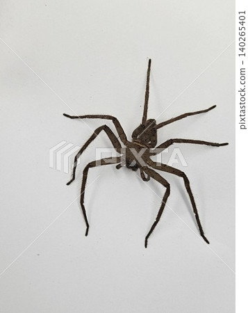 This is spider on white background This is spider on white background 140265401