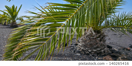 Tropical palm trees growing on volcanic black soil with rocky terrain and blue sky in the background, showcasing unique landscape features of a coastal region on canarian island La Palma. High quality Tropical palm trees growing on volcanic black soil with rocky terrain and blue sky in the background, showcasing unique landscape features of a coastal region on canarian island La Palma. High quality 140265416