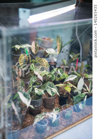 Collection of rare Alocasia and Syngonium genera on display at Chatuchak plant market in Bangkok. 140265435
