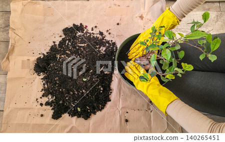 A woman in yellow household gloves shapes the necessary space in the soil inside the pot while transplanting a house ficus. High quality photo A woman in yellow household gloves shapes the necessary space in the soil inside the pot while transplanting a house ficus. High quality photo 140265451