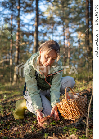 Woman hiker forager with wicker basket picking up fresh edible boletus mushrooms in pine forest. Woman hiker forager with wicker basket picking up fresh edible boletus mushrooms in pine forest. 140265470
