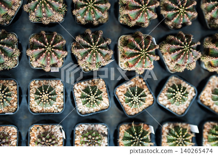 Wide assortment of decorative potted cactuses houseplants in different sizes selling in flower shop. Wide assortment of decorative potted cactuses houseplants in different sizes selling in flower shop. 140265474