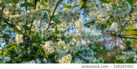 Blooming bird cherry in the forest under the sun's rays. High quality photo Blooming bird cherry in the forest under the sun's rays. High quality photo 140265482
