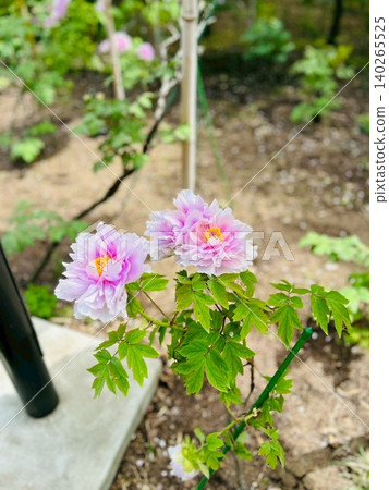 Pink peonies bloom beautifully in the garden amidst the fresh greenery. Pink peonies bloom beautifully in the garden amidst the fresh greenery. 140265525