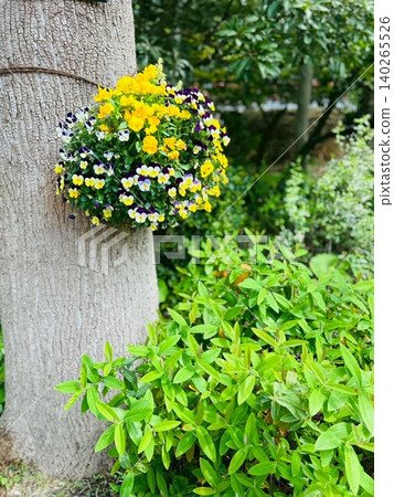 Yellow and purple pansy flower arrangements adorn the trunk of a large tree. Yellow and purple pansy flower arrangements adorn the trunk of a large tree. 140265526