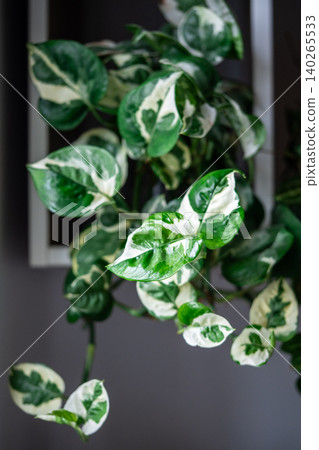 Epipremnum aureum N-Joy decorative plant with white-to-cream patches on green heart-shaped leaves. Epipremnum aureum N-Joy decorative plant with white-to-cream patches on green heart-shaped leaves. 140265533