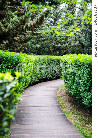 Wooden boardwalk pathway in public city park lies through lush green neatly groomed bushes. Wooden boardwalk pathway in public city park lies through lush green neatly groomed bushes. 140265537