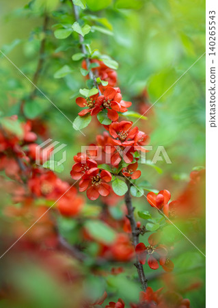 Flowering quince branch covered with red small flowers. Chaenomeles japonica Flowering quince branch covered with red small flowers. Chaenomeles japonica 140265543