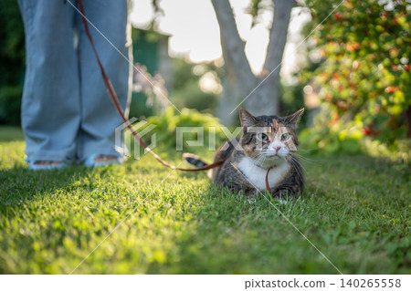 Female owner leash-walking domestic Calico cat outside, nervous furry kitty lying on green grass. 140265558