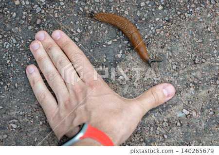 Big Spanish brown slug pest known as Arion vulgaris or Arion lusitanicus crawling on ground. Big Spanish brown slug pest known as Arion vulgaris or Arion lusitanicus crawling on ground. 140265679