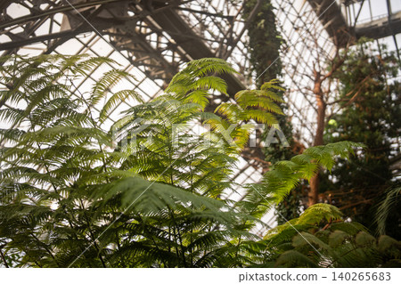 Lush exotic fern with green foliage growing in greenhouse under natural light of glass roof. Lush exotic fern with green foliage growing in greenhouse under natural light of glass roof. 140265683