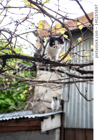 Curious black and white stray cat sitting on branch of grape bush at house backyard looks at camera. 140265697