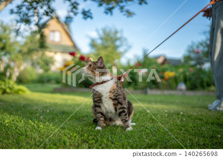 Woman pet owner enjoying walking at sunny backyard together with domestic Calico cat on leash. Woman pet owner enjoying walking at sunny backyard together with domestic Calico cat on leash. 140265698