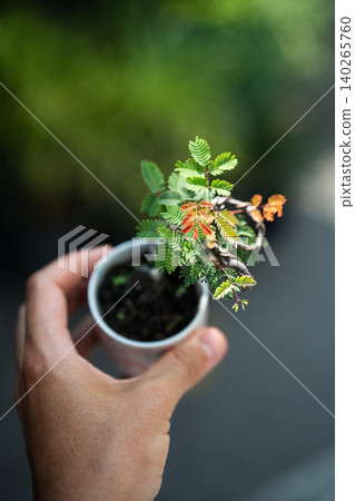 Hand holding small bonsai sensitive plant shy or shame Mimosa Pudica in ceramic pot. Hand holding small bonsai sensitive plant shy or shame Mimosa Pudica in ceramic pot. 140265760