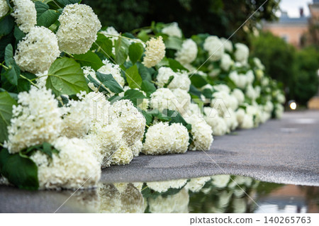 Hydrangea flowers lying on ground after rain with bushes nearby and puddle on wet soil surface Hydrangea flowers lying on ground after rain with bushes nearby and puddle on wet soil surface 140265763
