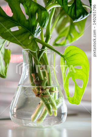Sprout plant Monstera monkey mask in glass vase, stem cuttings in water illuminated by bright light 140265796