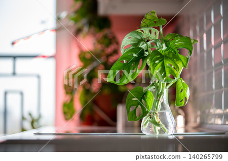 Green stems with split leaves of Monstera Monkey Mask plant standing in glass vase for rooting Green stems with split leaves of Monstera Monkey Mask plant standing in glass vase for rooting 140265799