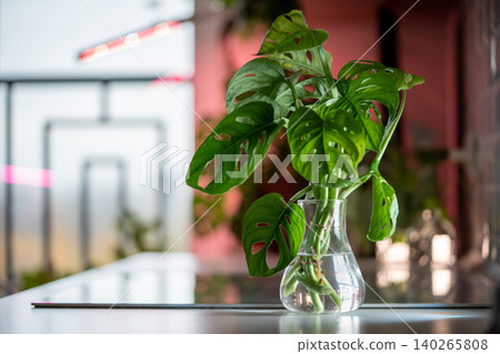 Green stems with split leaves of Monstera Monkey Mask plant standing in glass vase for rooting Green stems with split leaves of Monstera Monkey Mask plant standing in glass vase for rooting 140265808