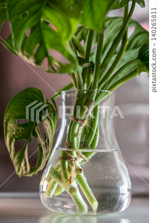 Cuttings of houseplant Monstera Monkey Mask rooting in transparent glass vase standing on table Cuttings of houseplant Monstera Monkey Mask rooting in transparent glass vase standing on table 140265811