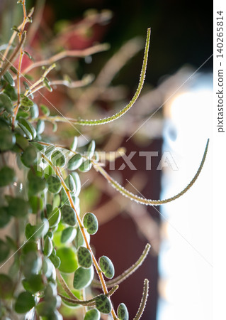 Close-up of Peperomia Prostrata string of turtles trailing houseplant in flower pot at home Close-up of Peperomia Prostrata string of turtles trailing houseplant in flower pot at home 140265814