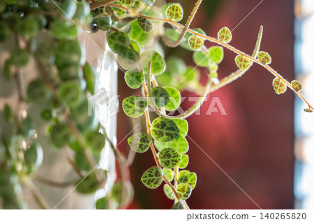 Close-up of Peperomia Prostrata string of turtles trailing houseplant in flower pot at home Close-up of Peperomia Prostrata string of turtles trailing houseplant in flower pot at home 140265820