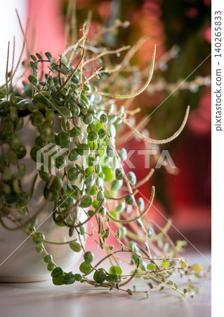 Close-up of Peperomia Prostrata string of turtles trailing houseplant in flower pot at home 140265833