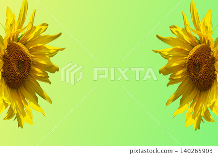 Two sunflowers used to make oil.Green gradient Two sunflowers used to make oil.Green gradient 140265903