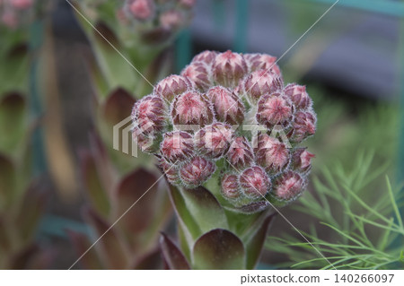 Sempervivum Houseleek Succulent Flower Buds Closeup Sempervivum Houseleek Succulent Flower Buds Closeup 140266097