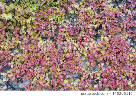 Colorful leaves cover a wall in autumn season Colorful leaves cover a wall in autumn season 140266115