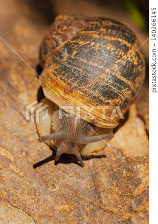 Macro view of garden snail crawling on brown tree bark, close up of mollusk shell in forest habitat with earthy tones and natural wood texture 140266145