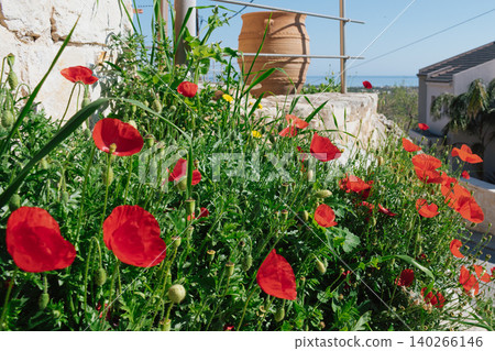 Vibrant wild red poppies blooming in a traditional cretan garden with an old clay amphora pot, overlooking the blue mediterranean sea under a clear sky in greece Vibrant wild red poppies blooming in a traditional cretan garden with an old clay amphora pot, overlooking the blue mediterranean sea under a clear sky in greece 140266146