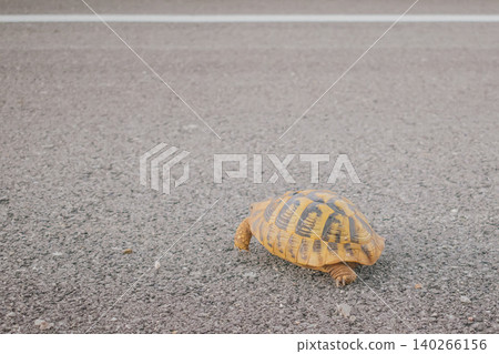 Small wild tortoise slowly crawling on an asphalt countryside road with a gravel shoulder, showing a close-up of its patterned protective shell in the natural habitat Small wild tortoise slowly crawling on an asphalt countryside road with a gravel shoulder, showing a close-up of its patterned protective shell in the natural habitat 140266156