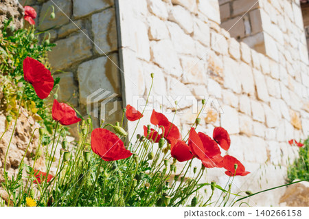 Beautiful wild red poppies growing along an ancient light stone wall of a traditional greek house, blooming under bright sunlight in the mediterranean countryside Beautiful wild red poppies growing along an ancient light stone wall of a traditional greek house, blooming under bright sunlight in the mediterranean countryside 140266158