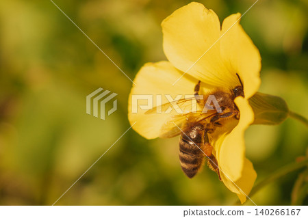 Detailed macro of honey bee on vibrant yellow Oxalis flower. Artistic nature photography with bokeh Detailed macro of honey bee on vibrant yellow Oxalis flower. Artistic nature photography with bokeh 140266167