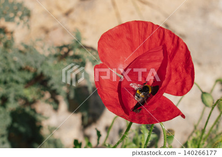 Close-up of a furry bumblebee sitting inside a bright red wild poppy flower petal, collecting nectar in the sunny mediterranean countryside garden during spring Close-up of a furry bumblebee sitting inside a bright red wild poppy flower petal, collecting nectar in the sunny mediterranean countryside garden during spring 140266177