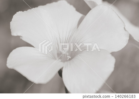 Black and white macro of Oxalis flower. Elegant monochrome floral background with soft petals Black and white macro of Oxalis flower. Elegant monochrome floral background with soft petals 140266183