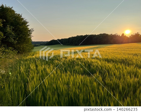 Golden wheat field under sunset sky with trees in the background Golden wheat field under sunset sky with trees in the background 140266235