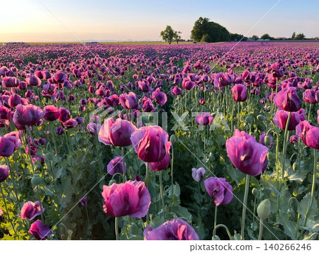 Purple poppy flowers blooming in expansive field during sunset Purple poppy flowers blooming in expansive field during sunset 140266246